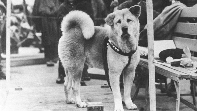 Hachiko le japonais !