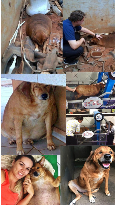 L'histoire de Bolinha un chien brésilien
